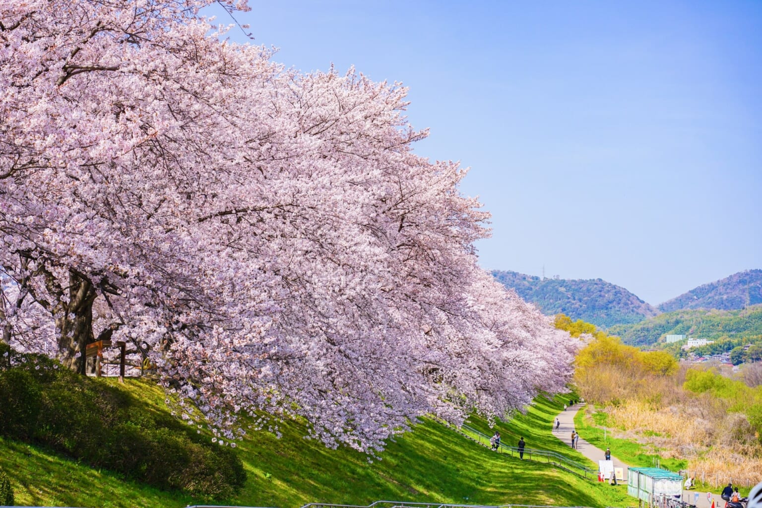 10 Best Cherry Blossom Festivals in Japan 2024 Japan Web Magazine