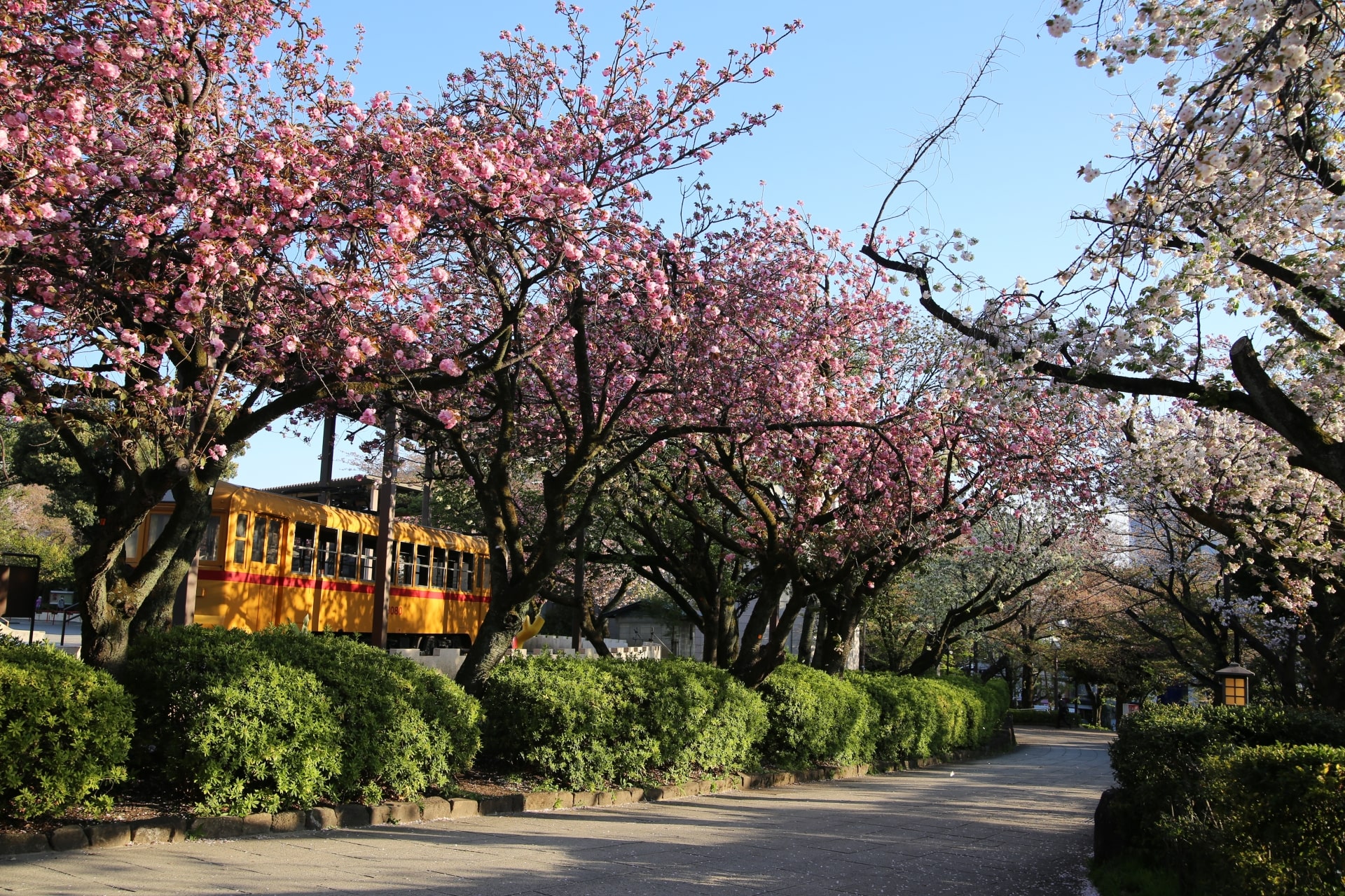 Cherry Blossoms at Asukayama Park