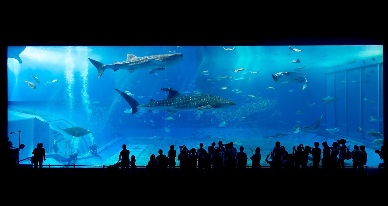 The massive fish tank at Churaumi Aquarium 