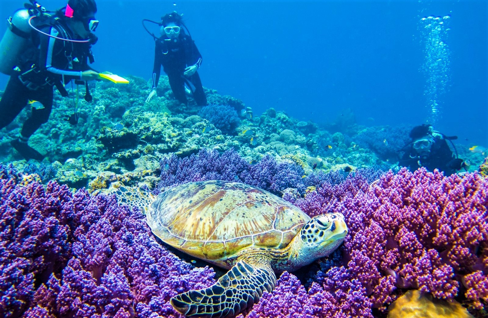 Diving in Okinawa's ocean and seeing colourful corals and a turtle