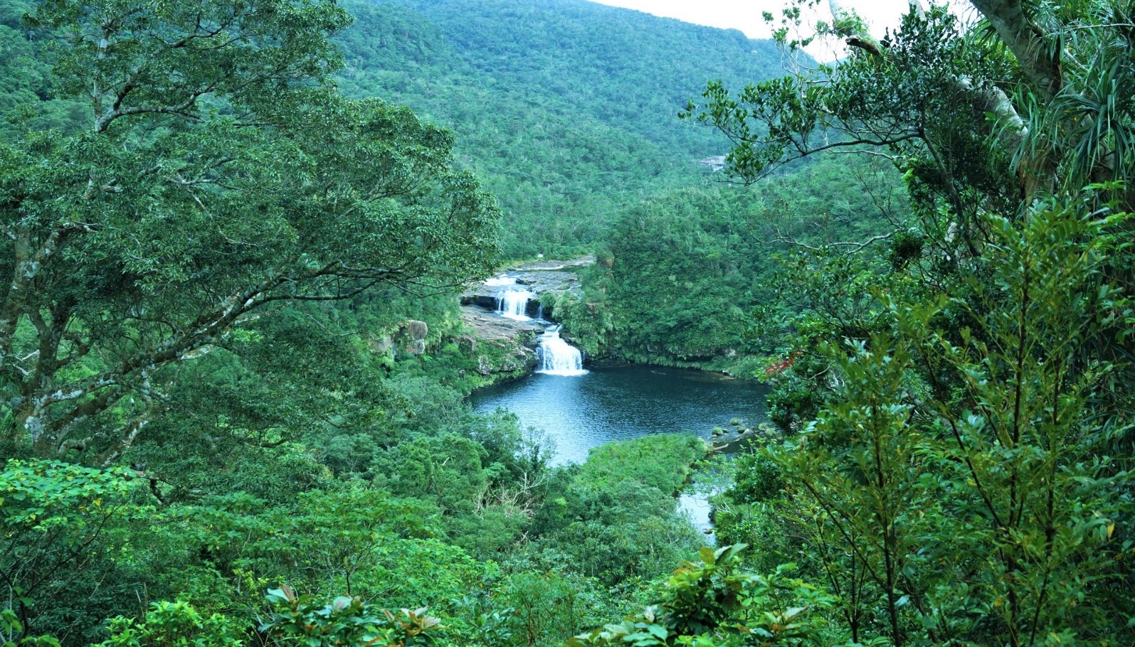 Iriomote Island's wild nature