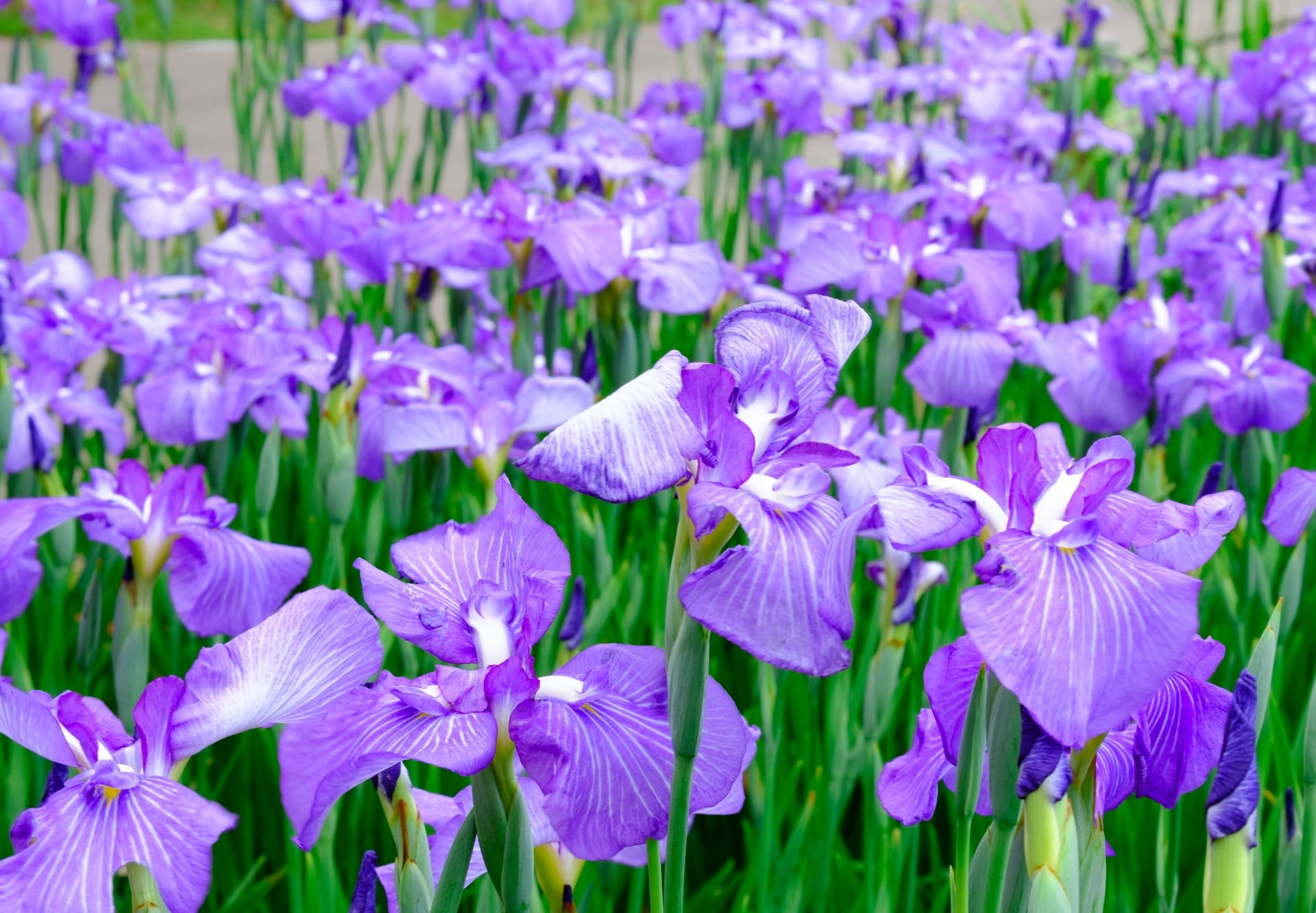 Katsushika Iris Festival