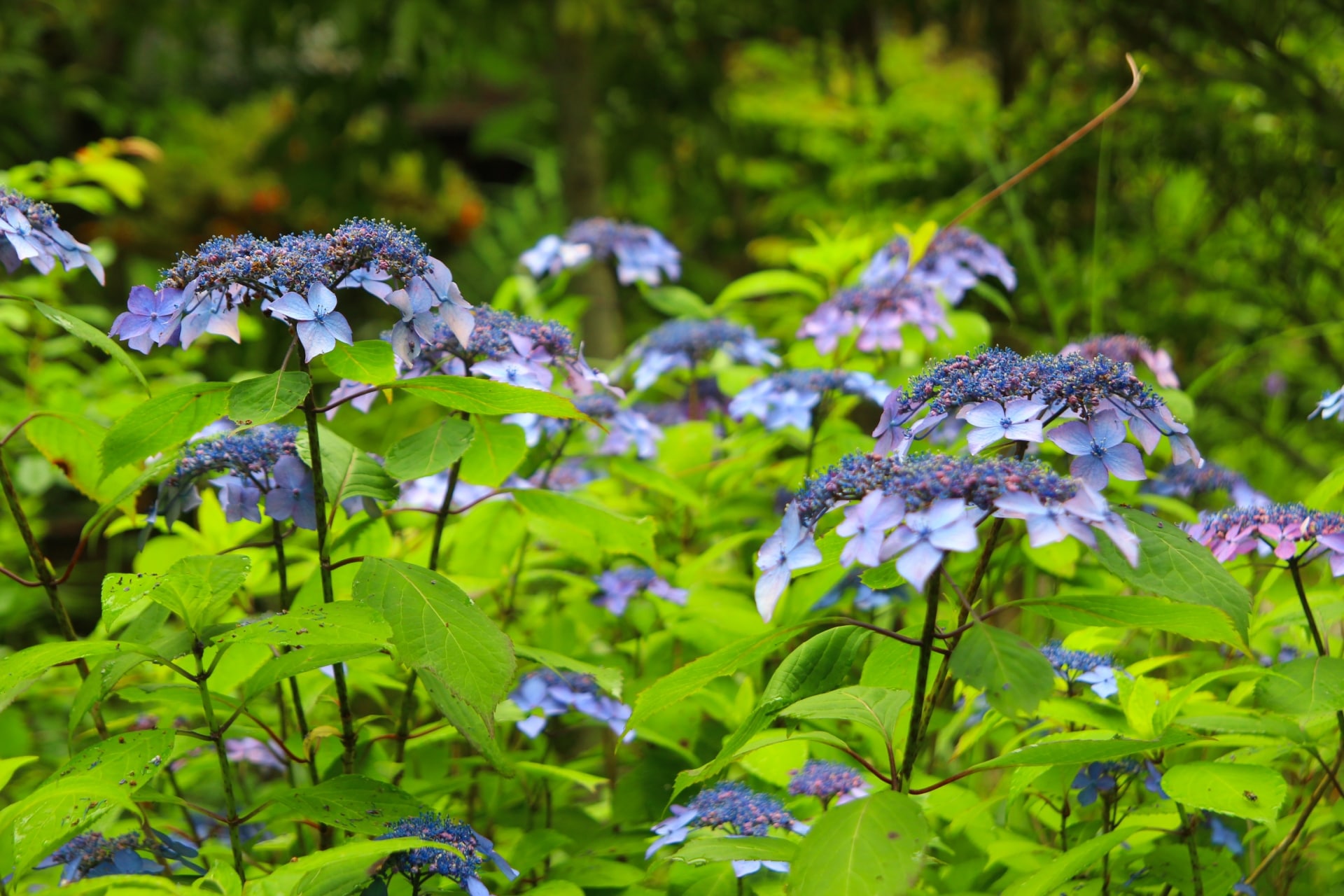 Engakuji hydrangea