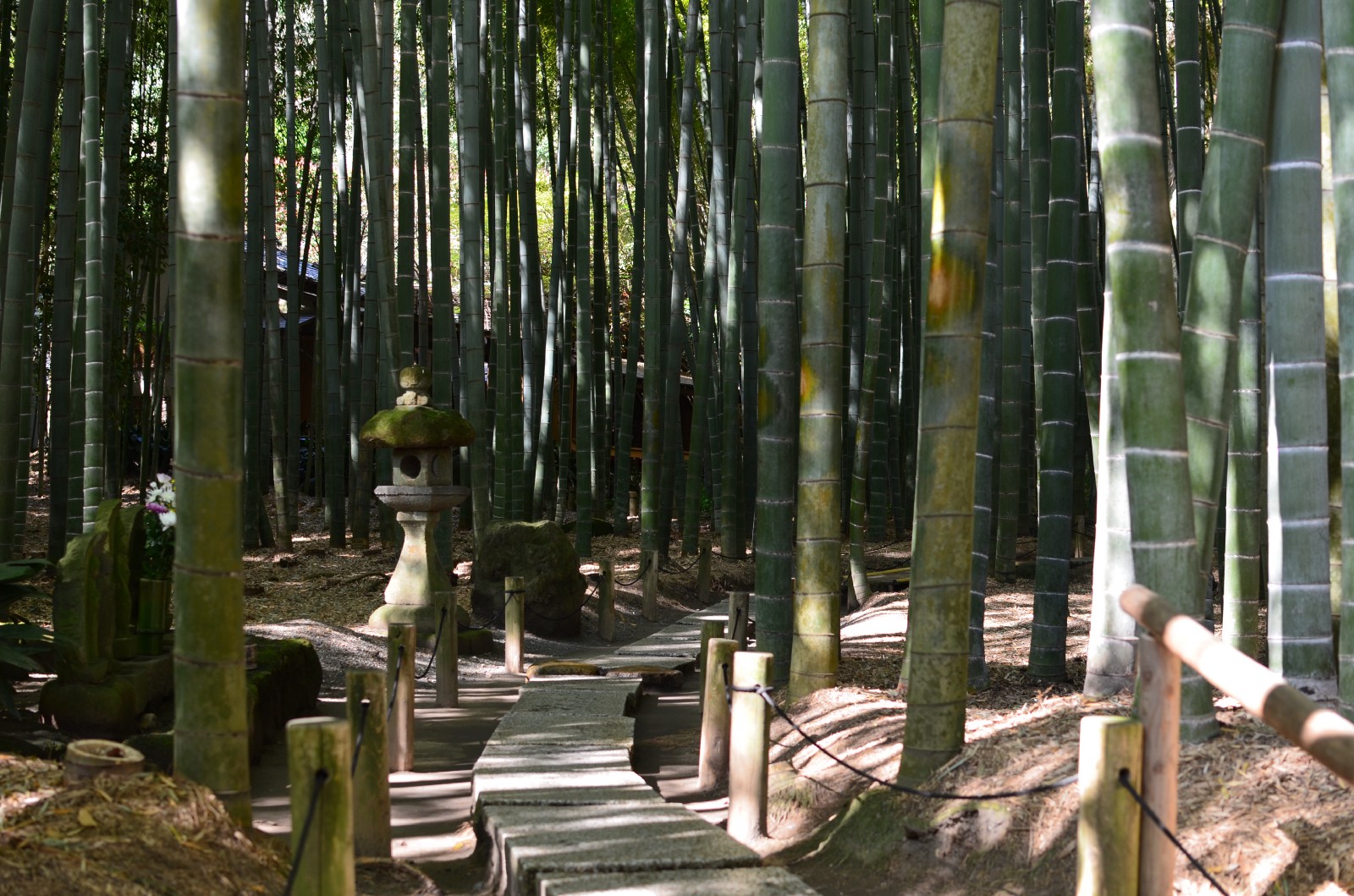 The pleasant path through the bamboo forest at Hokokuji Temple