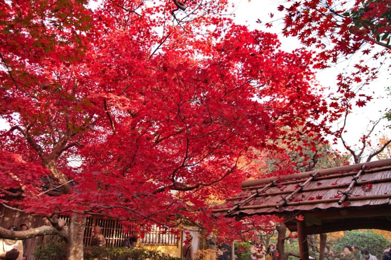 Enrian Temple: the REDDEST Autumn Leaves in Kyoto!