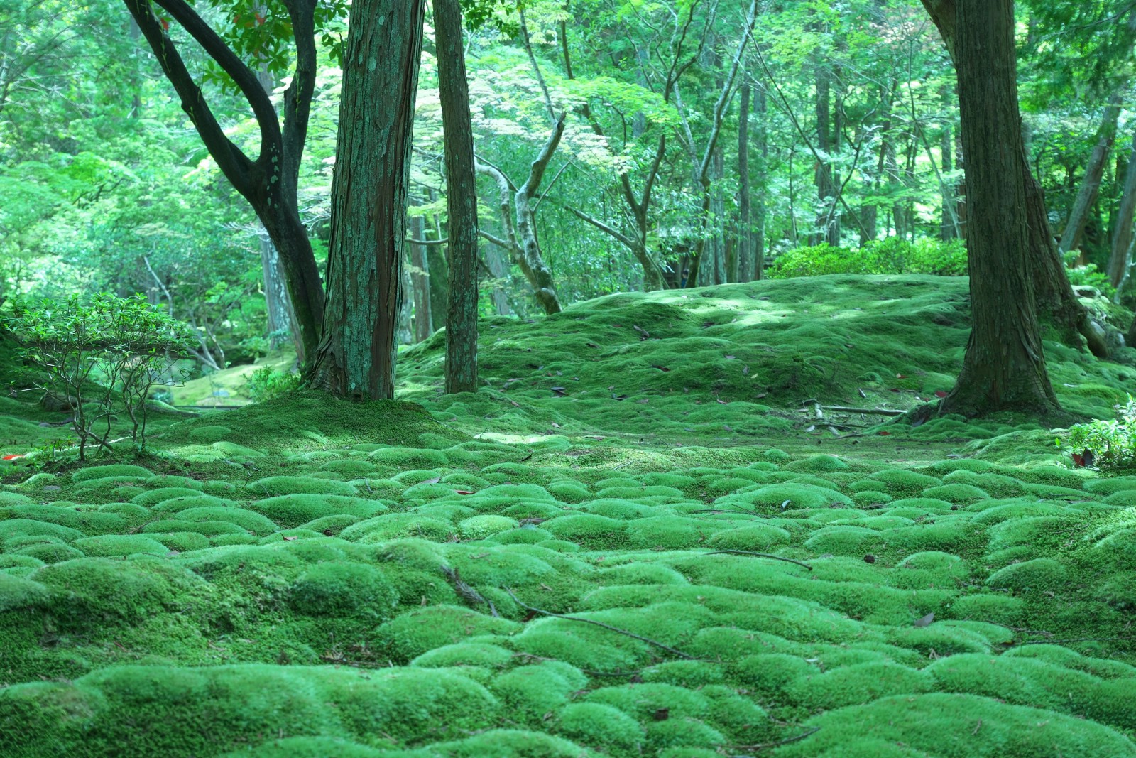 Moss Garden At Saihoji Temple Kyoto Japan Web Magazine