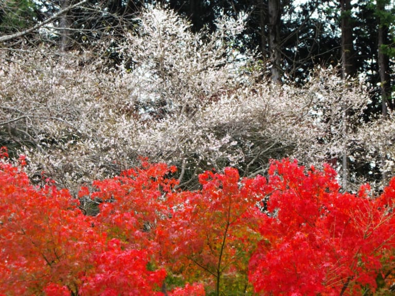 Enjoy Cherry Blossoms in Autumn in Japan