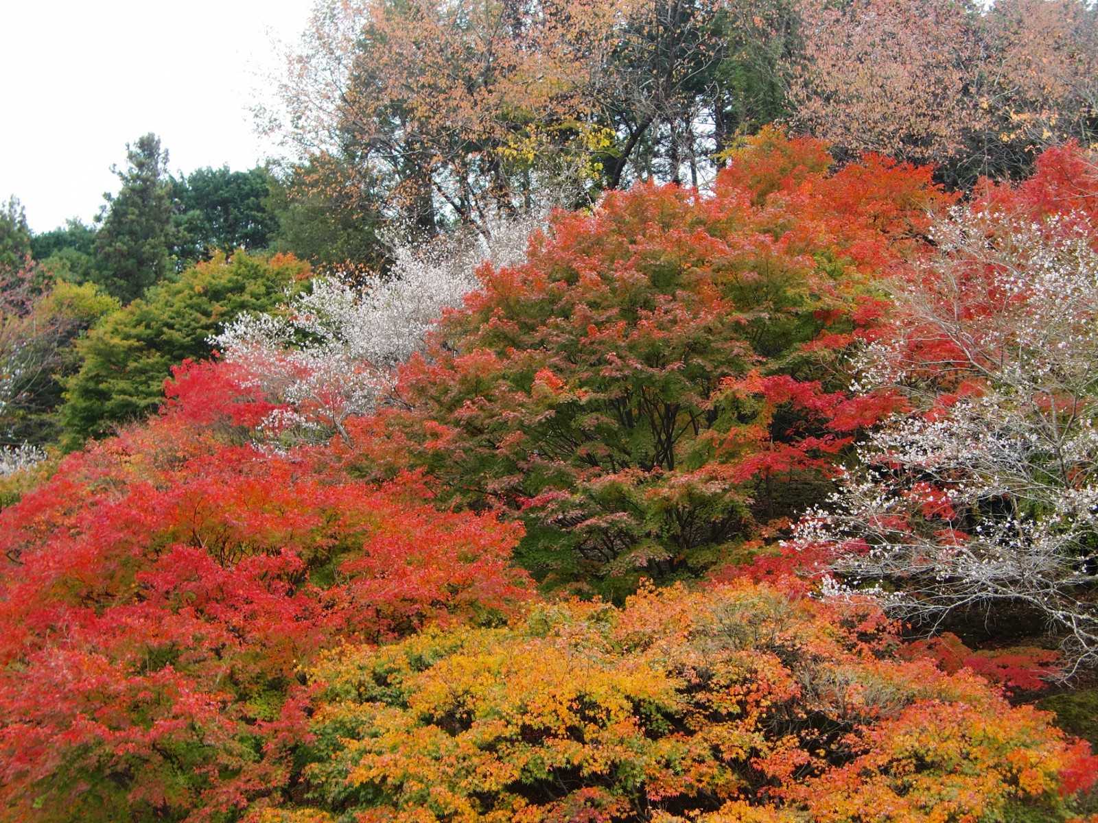 Enjoy Cherry Blossoms in Autumn in Japan - Japan Web Magazine