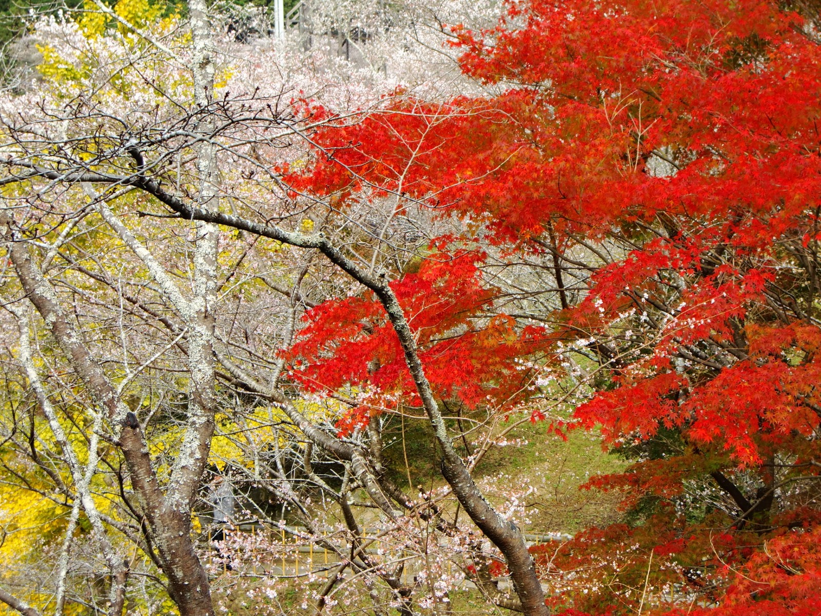 Enjoy Cherry Blossoms in Autumn in Japan - Japan Web Magazine