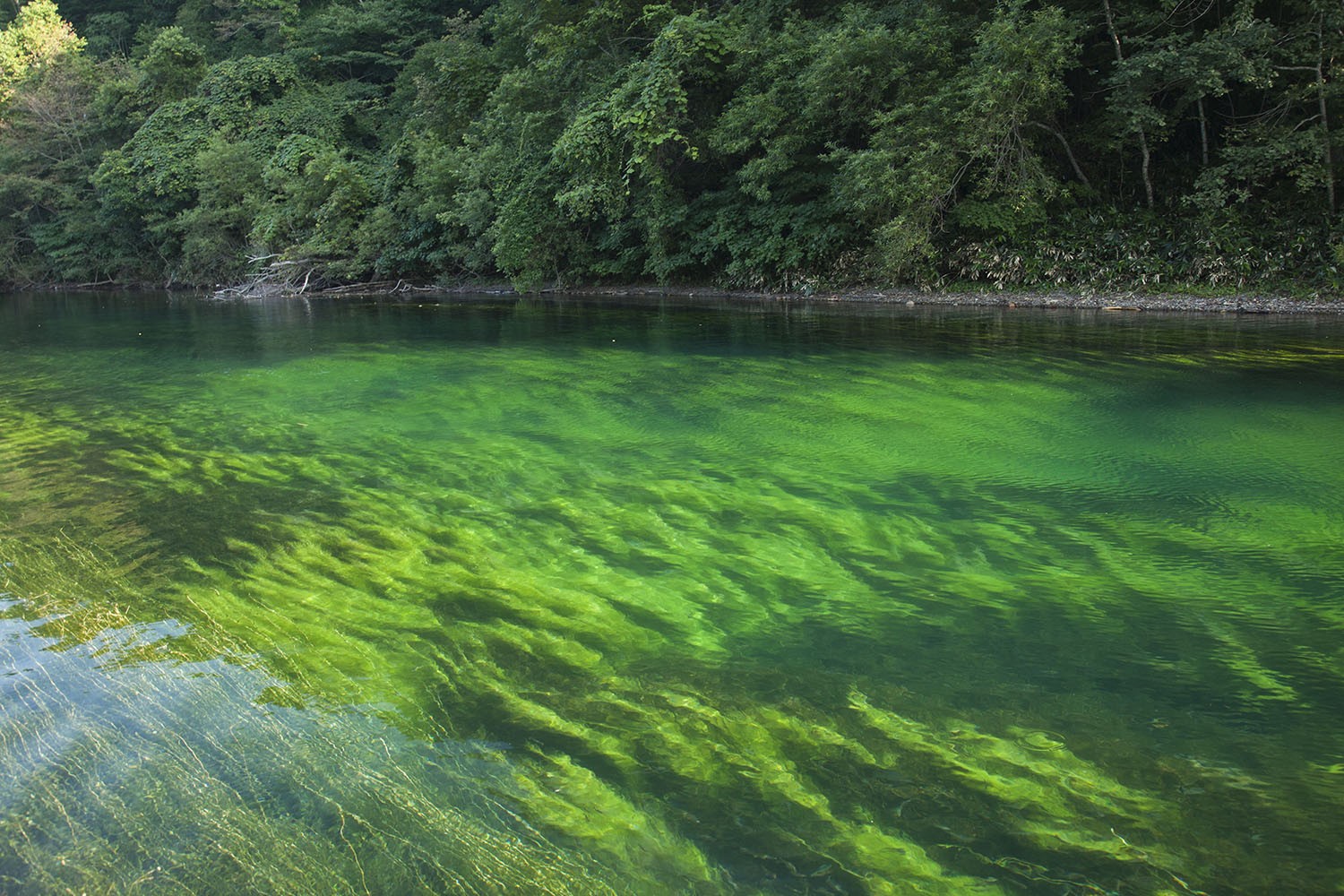 прозрачная вода река