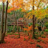10 Best Autumn Leaves Spots in Kyoto