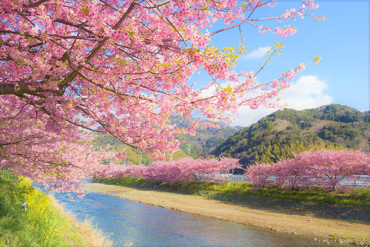 Kawazu Cherry Blossom Festival 2020