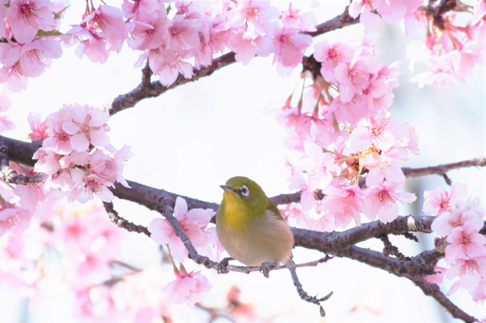 Kawazu Cherry Blossom Festival 2024 Japan Web Magazine