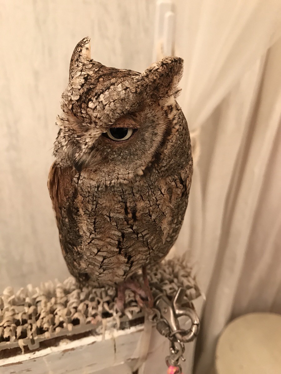 Visiting Akiba Fukuro - The Owl Cafe in Japan 1