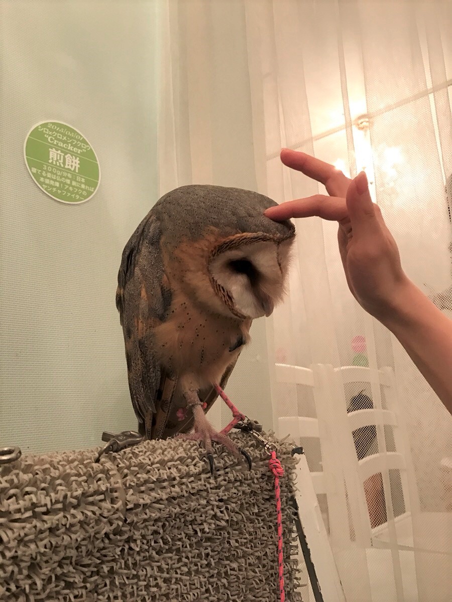 Coming with Akiba Fukuro - The Owl Cafe in Japan 3