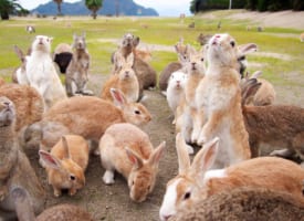 Okunoshima: the Rabbit Island in Japan!