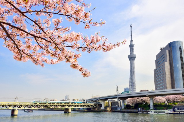 Cherry blossoms and Tokyo Skytree