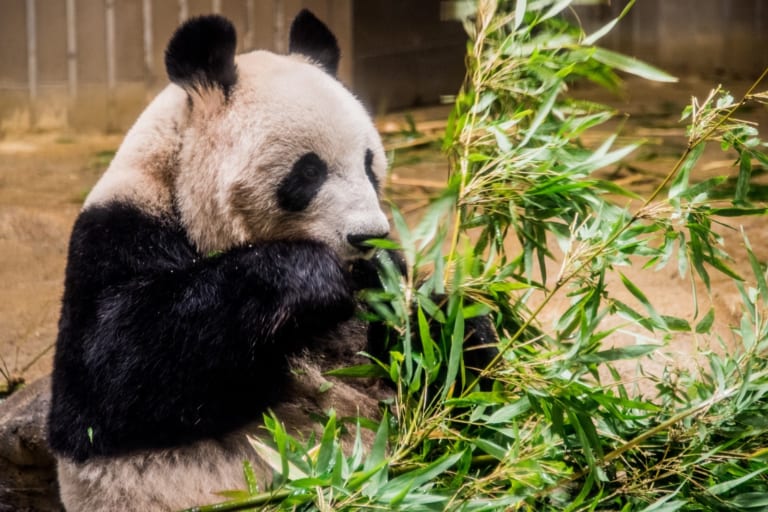 Ueno Zoo: Must Visit Zoological Gardens in Tokyo