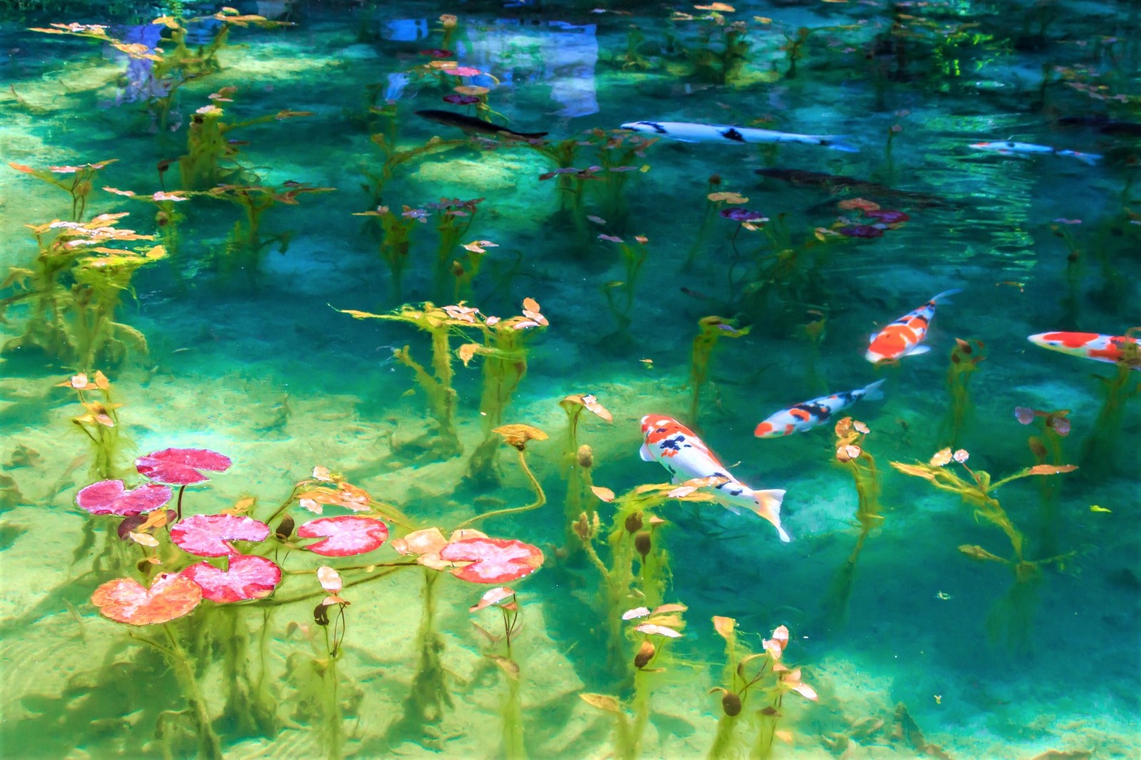 The Mystery Pond In Japan Looks Like Monet's Paintings - Japan Web ...