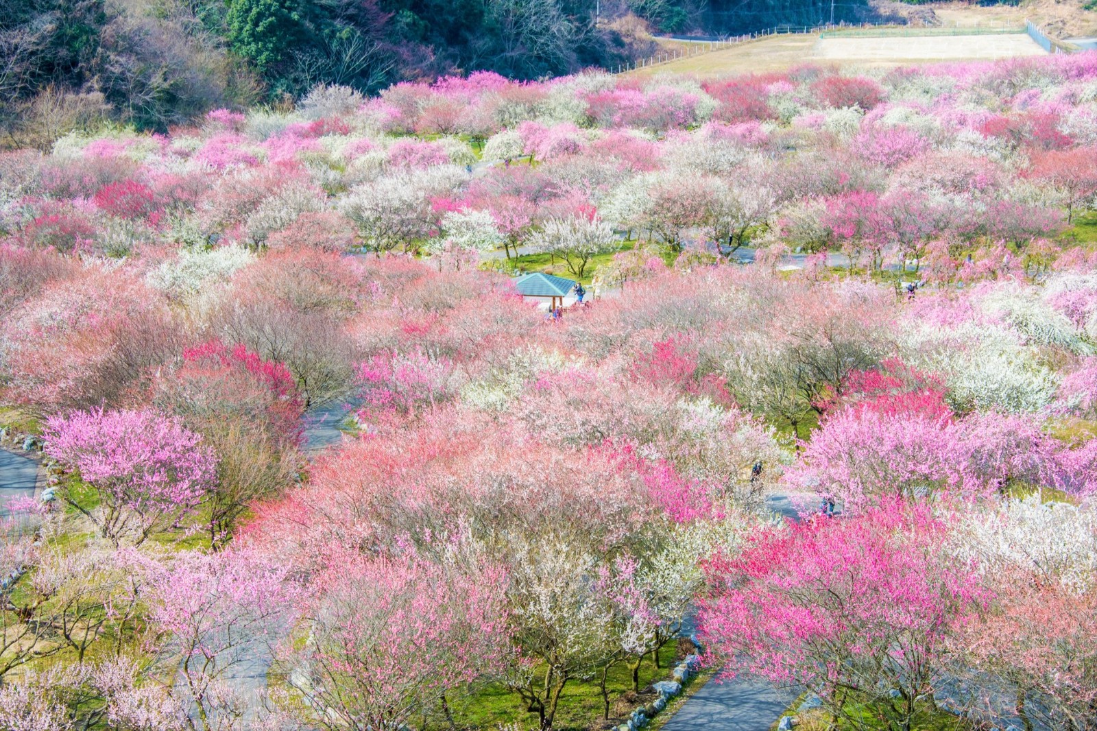 Plum Blossom Festival Japan 2024 Cordy Dominga