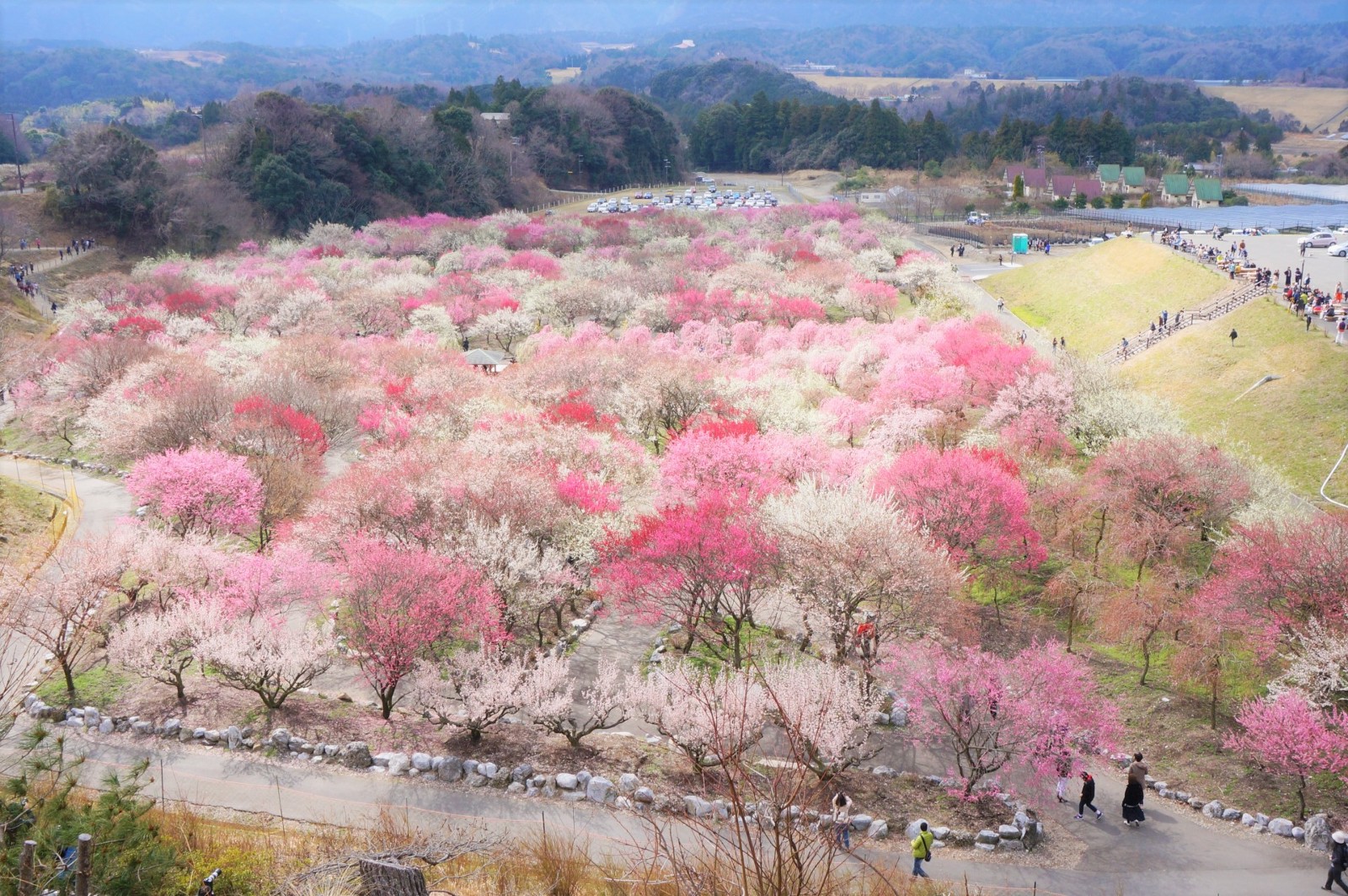 Mount Tsukuba Plum Festival Japan 2024