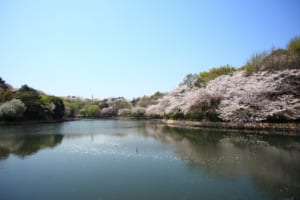 Yokohama Mitsuike Park Cherry Blossoms
