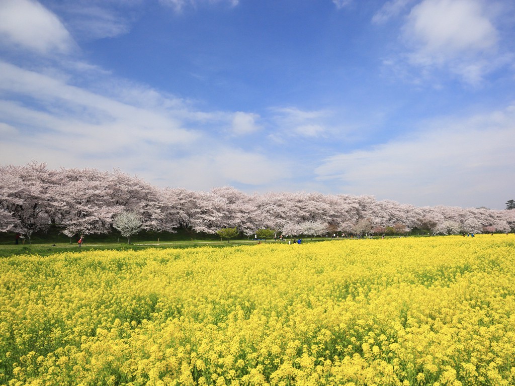 Satte Gongendo Park Cherry Blossoms with Mustard Yellow near Tokyo