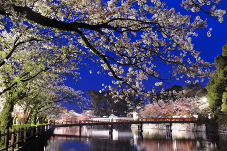 Odawara Castle Cherry Blossoms with 300 Japanese Old Cherry Trees