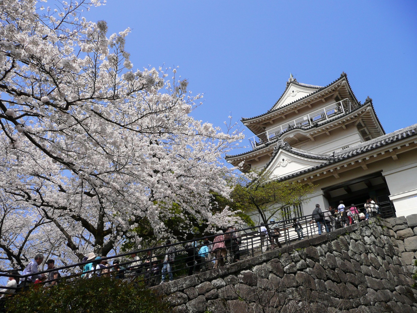 Odawara Castle Cherry Blossoms with 300 Japanese Old Cherry Trees