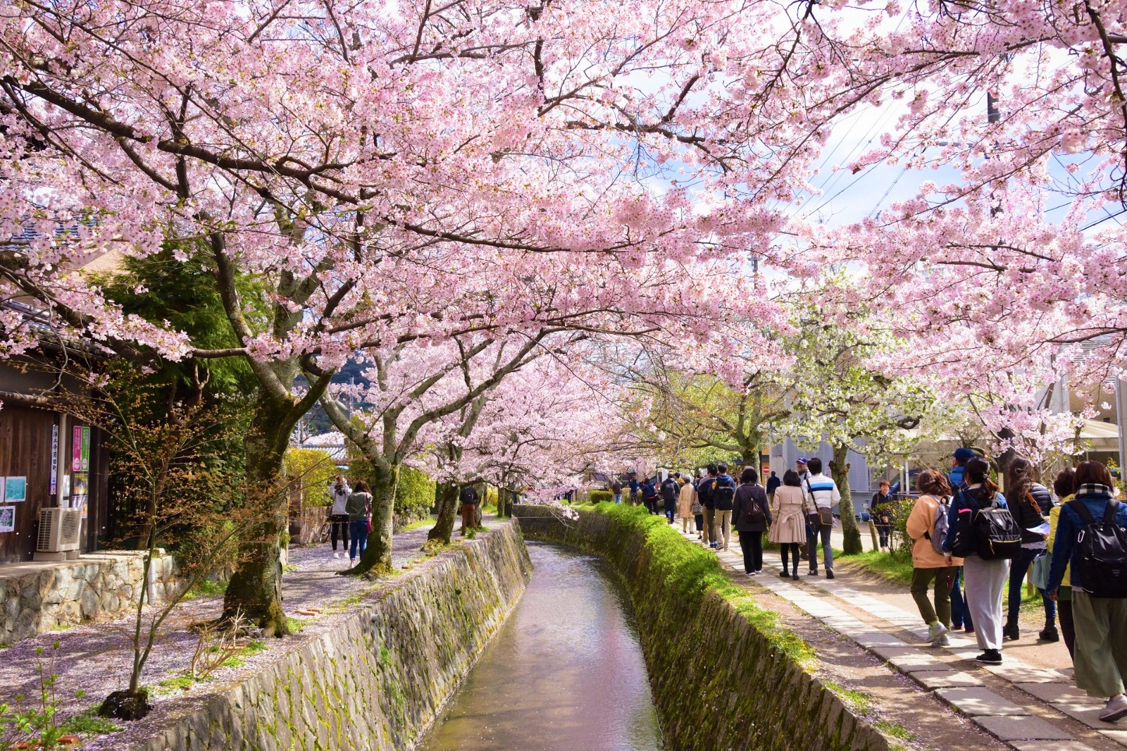 Philosopher’s Path Kyoto Cherry Blossoms 2020 Japan Web Magazine