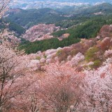 在奈良縣的吉野山，這是日本最著名的櫻花樹賞櫻地點