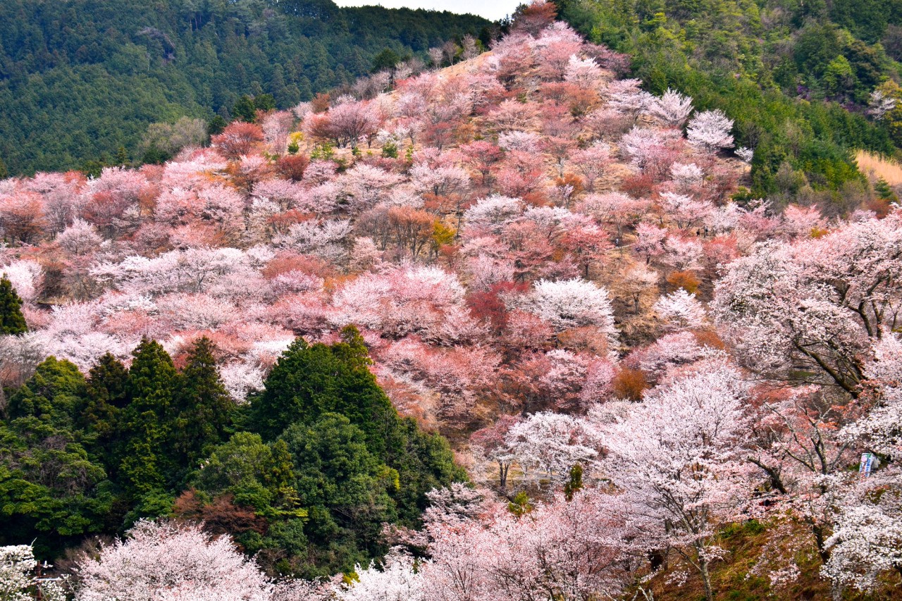 Mount Yoshino Cherry Blossoms