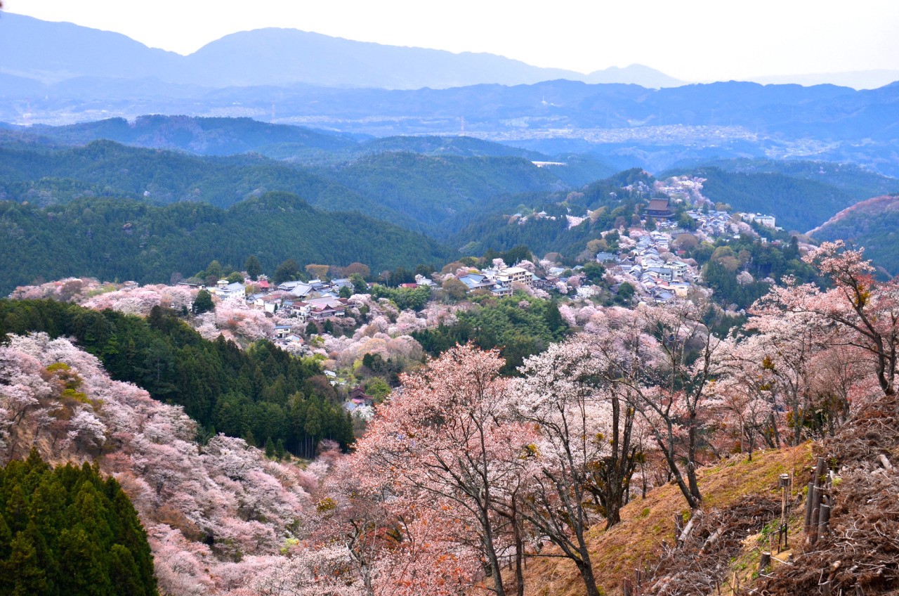 Mount Yoshino Cherry Blossoms - Japan Web Magazine