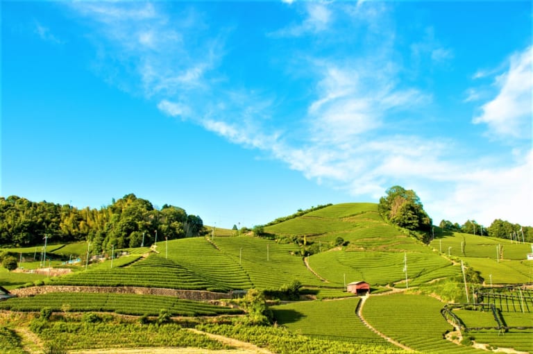 Wazuka Tea Farm: Kyoto’s Hidden Teatopia