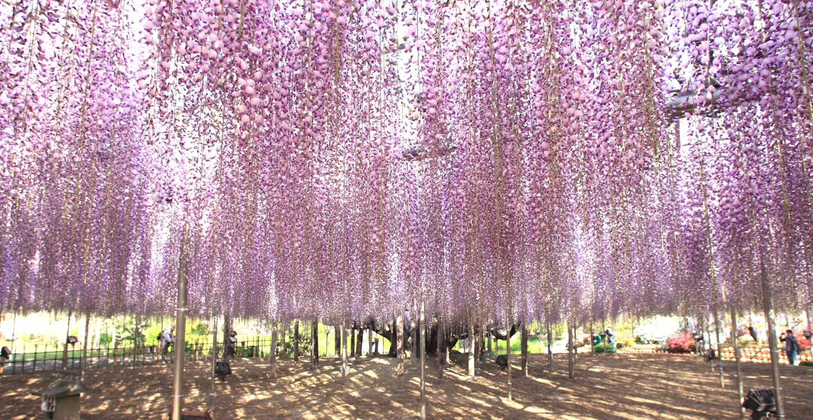 Spring in Japan 10 Best Things to Do in 2024 Japan Web Magazine