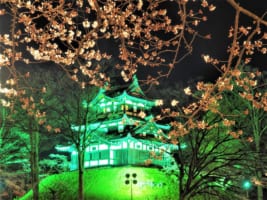 Takada Castle Cherry Blossoms : Japan’s Best Cherry Blossoms by Night