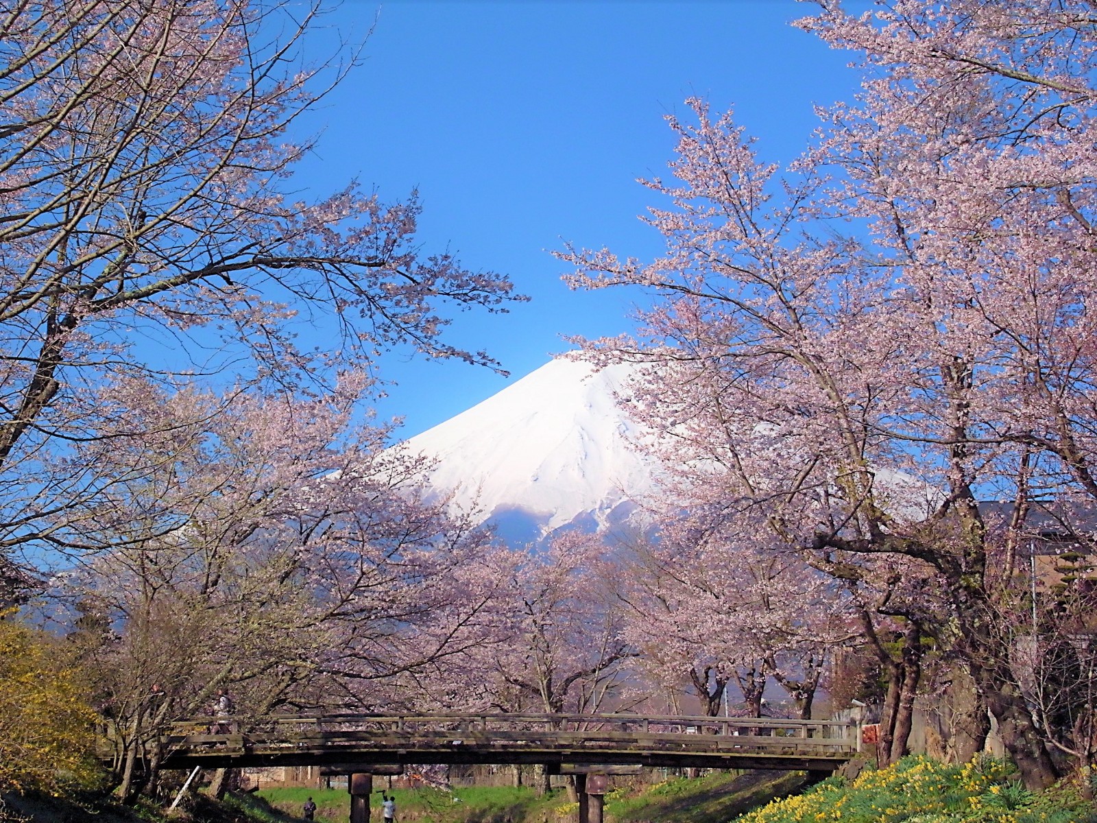 mount fuji cherry blossom