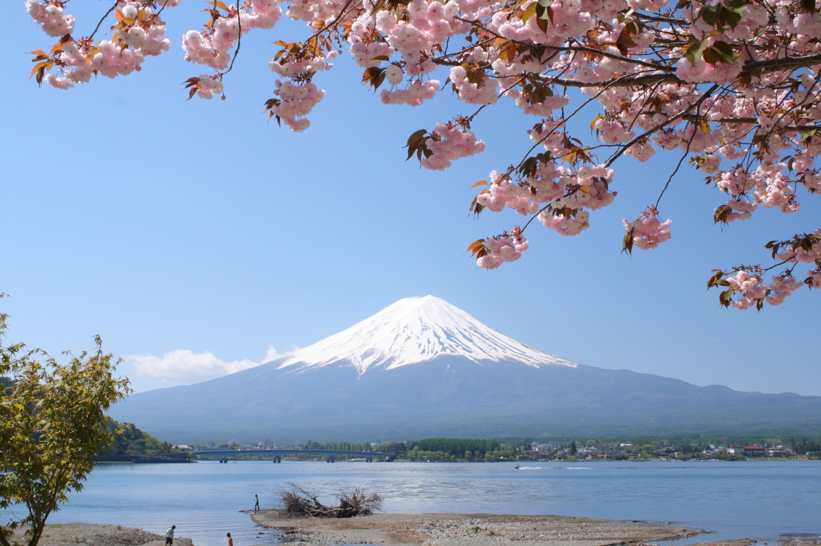 mount fuji cherry blossom