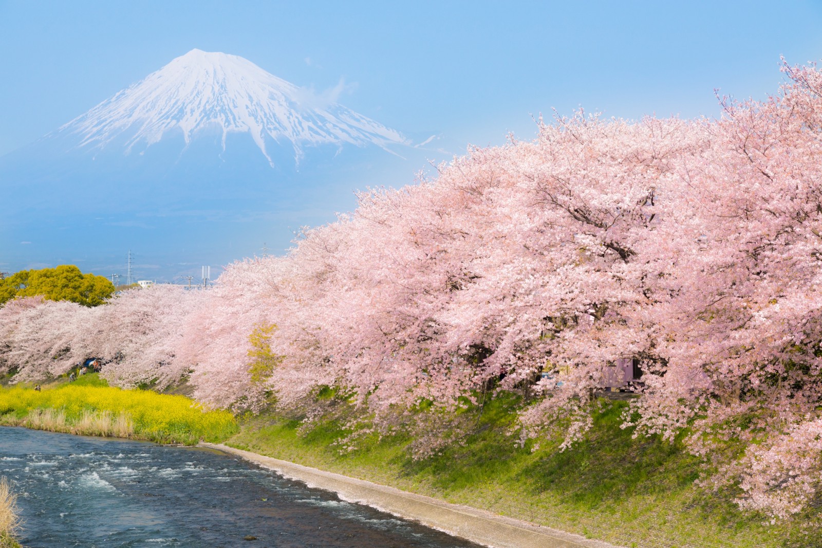 Best Cherry Blossom Spots Around Mt Fuji Japan Web Magazine