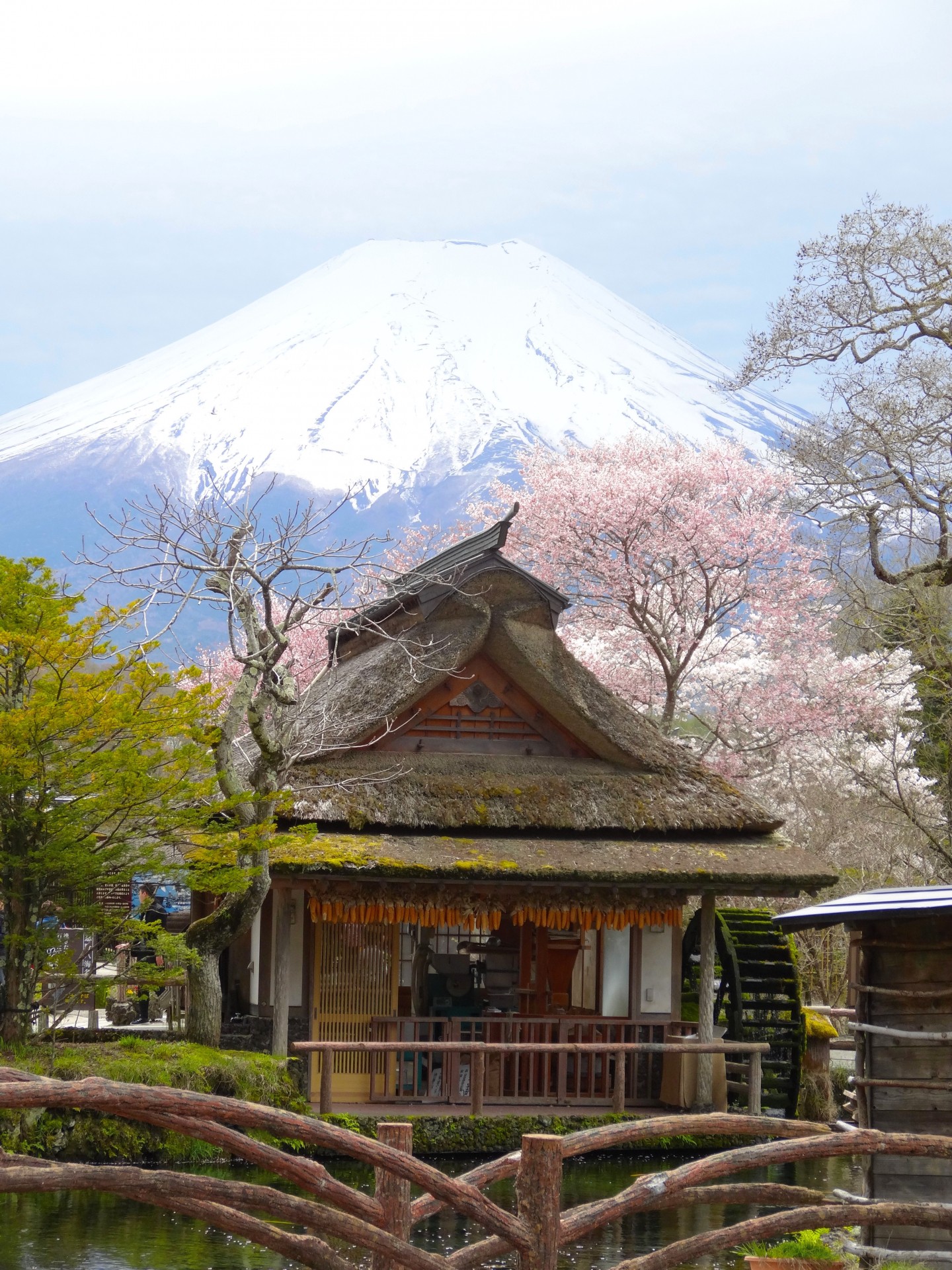 5 Best Cherry Blossom Spots around Mt Fuji - Japan Web Magazine