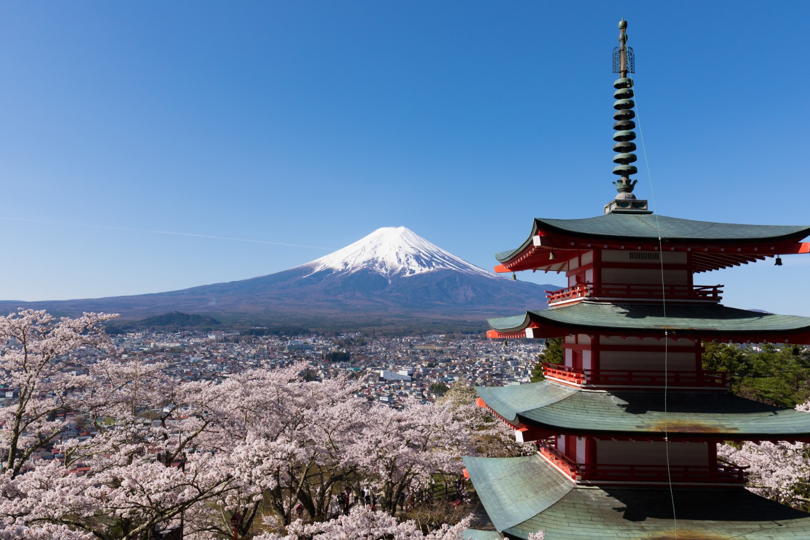 mount fuji cherry blossom