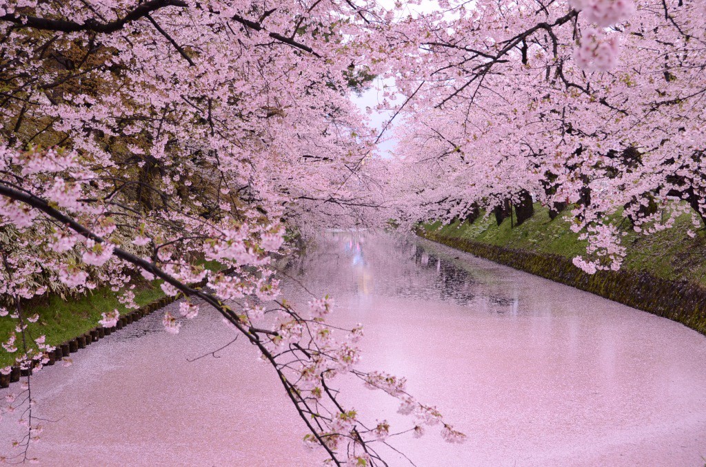 cherry blossoms