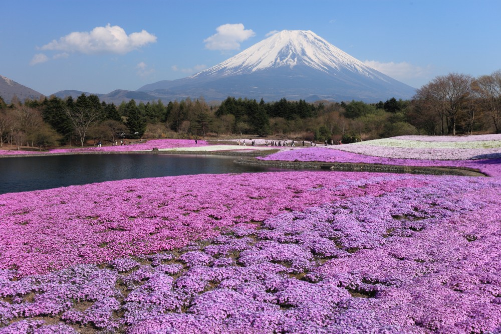 2024 Fuji Shibazakura Festival Japan Web Magazine