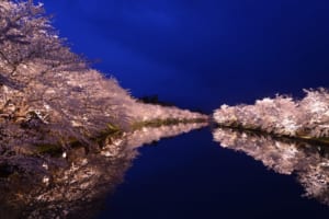 Cherry Blossoms at Night: Best Places for Cherry Blossom Night Viewing in Japan