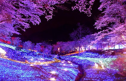 Share 163+ anime sakura trees best - ceg.edu.vn