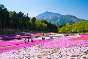 Fluffy Shibazakura Cherry Blossom Carpet Hill at Hitsujiyama Park near Tokyo
