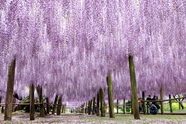 kawachi fuji garden wallpaper