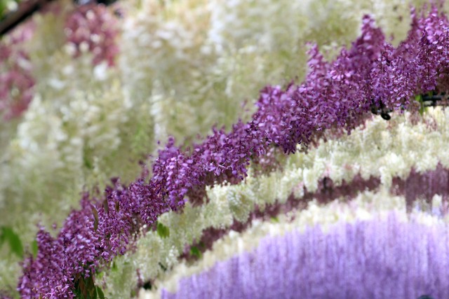 kawachi fuji garden wallpaper