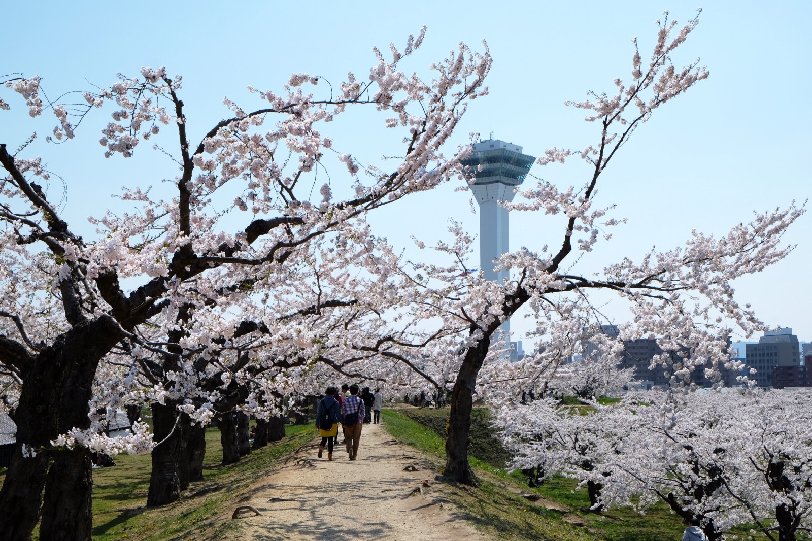 Hakodate Fort Goryokaku Cherry Blossoms Japan Web Magazine