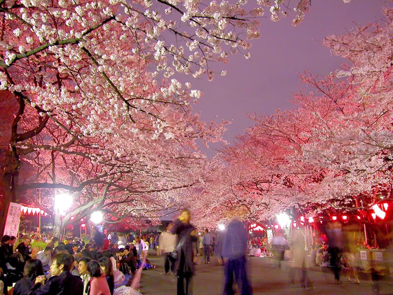 Ueno Park during cherry blossom season